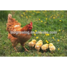 probiotics of copper sulphate for poultry feed additive